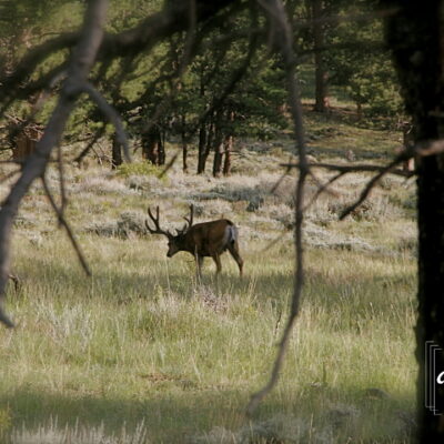 Rocky Mountain National Park Elk