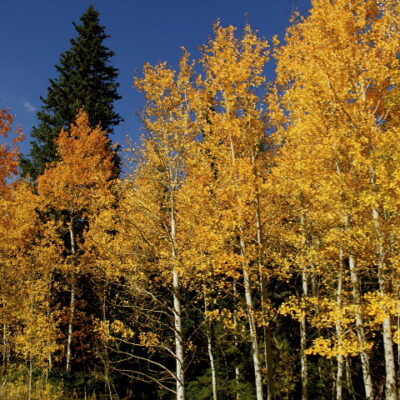 Wyoming Aspens