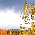 Colorado Aspens in Fall