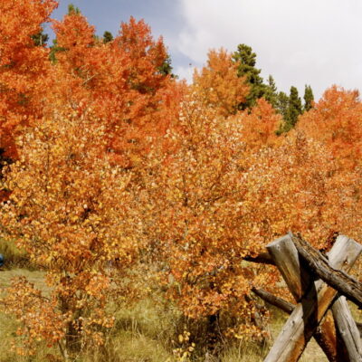 Fall in Colorado