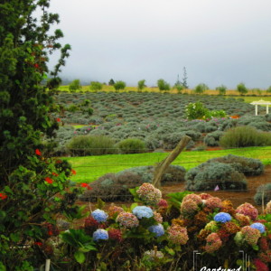 Lavender Farm Hawaii