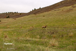 Mule Deer, Roxborough State Park