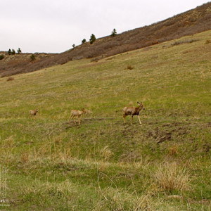 Mule Deer in Roxborough State Park