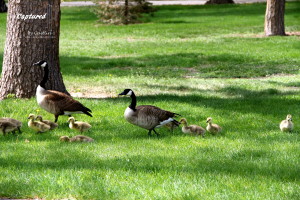 Goslings in Washington Park