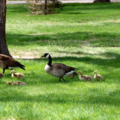 Goslings making their way across Washington Park, Denver
