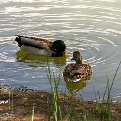 Dating Mallards, Washington Park, Denver
