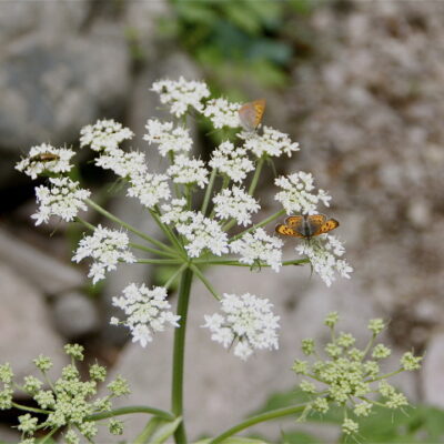 Queen Anne's Lace